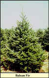 Balsam Fir