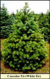 Concolor Fir