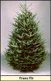 Fraser Fir